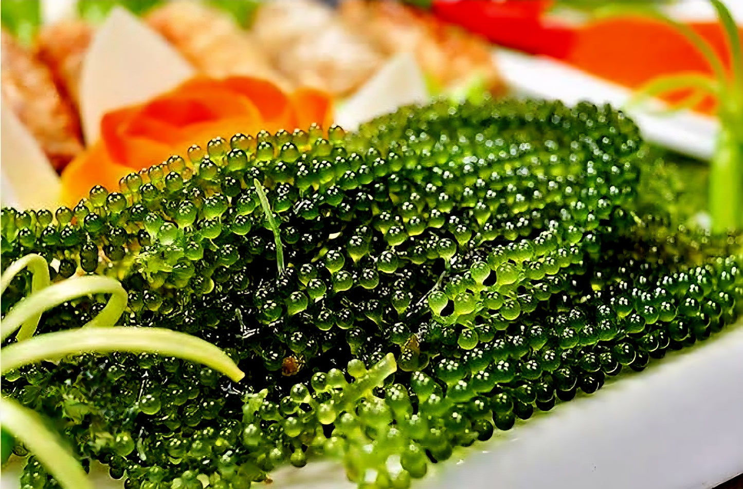 Premium Organic SEAGRAPES (LATO) 100g