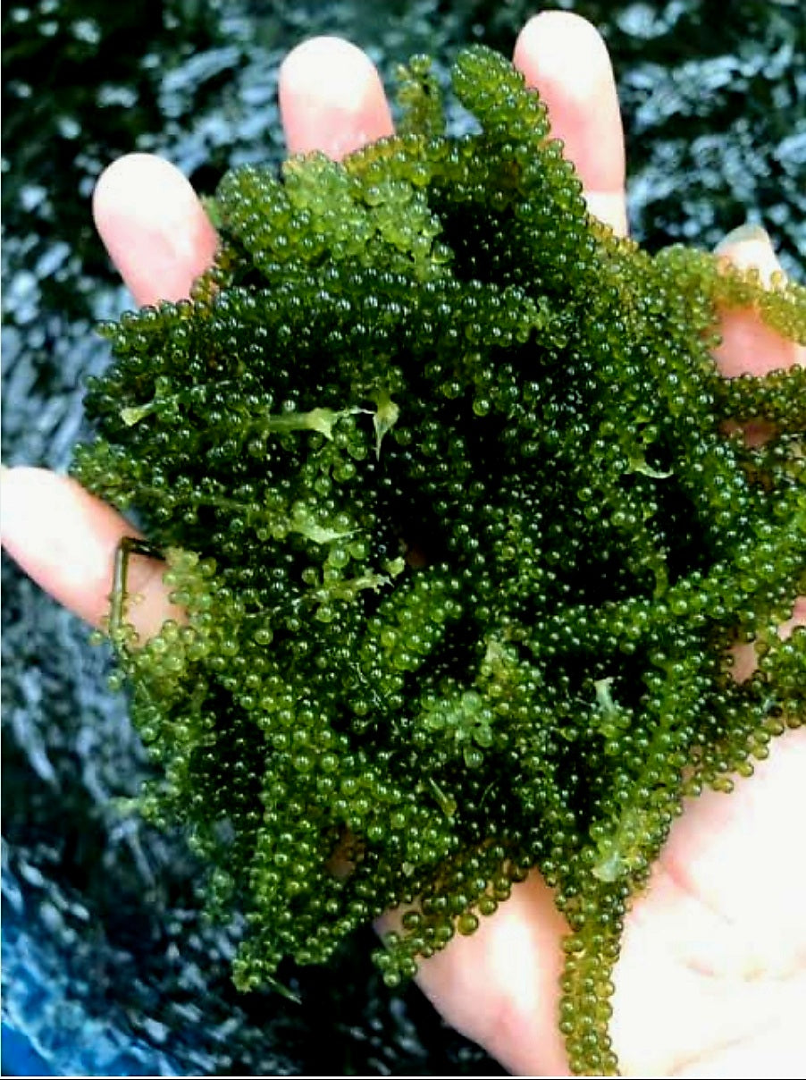 Premium Organic SEAGRAPES (LATO) 100g