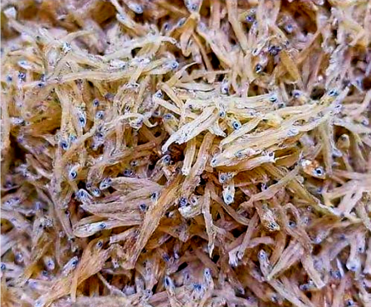 Dried TABIOS 100g (Sinarapan) (NON-FROZEN)