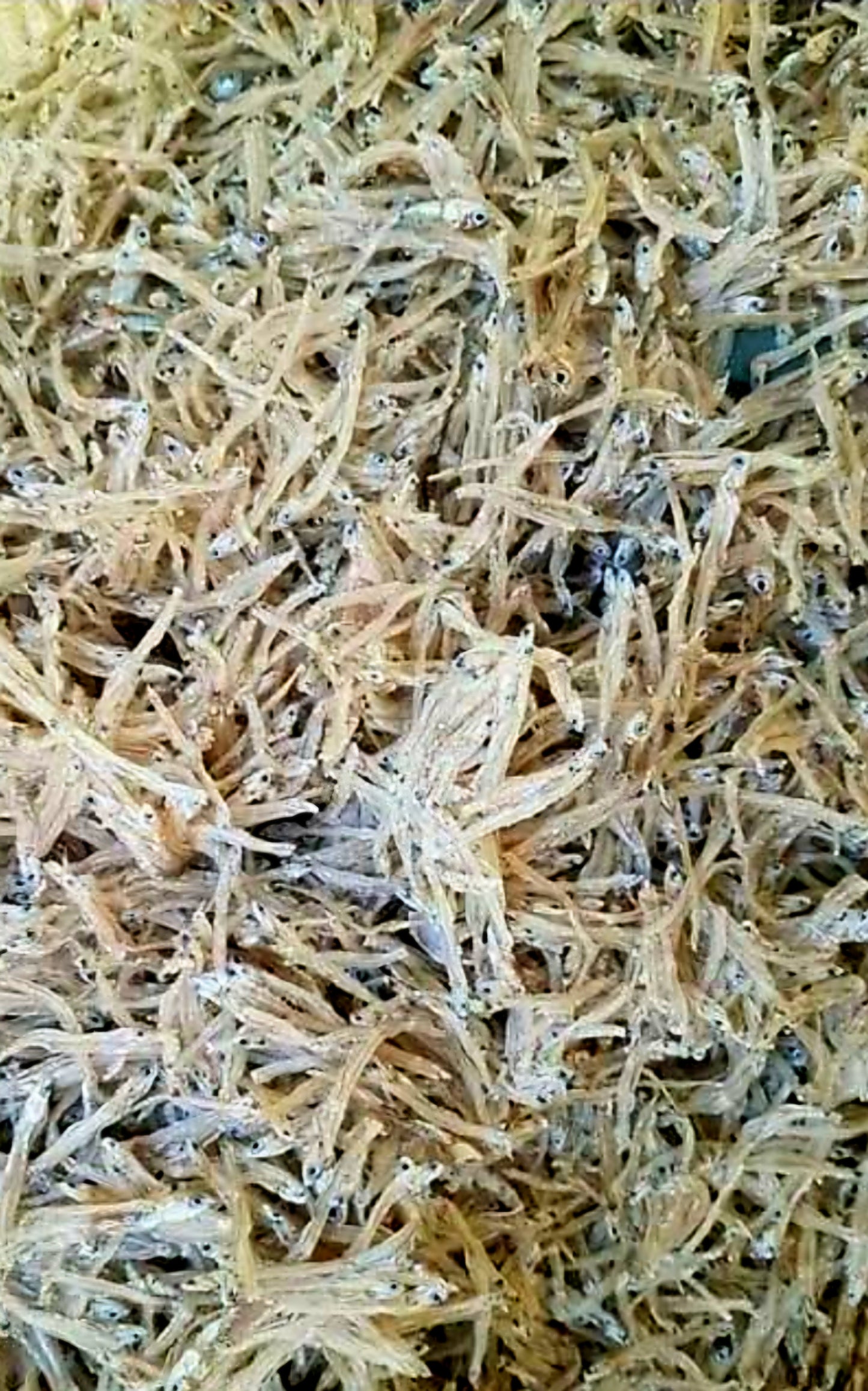 Dried TABIOS 100g (Sinarapan) (NON-FROZEN)