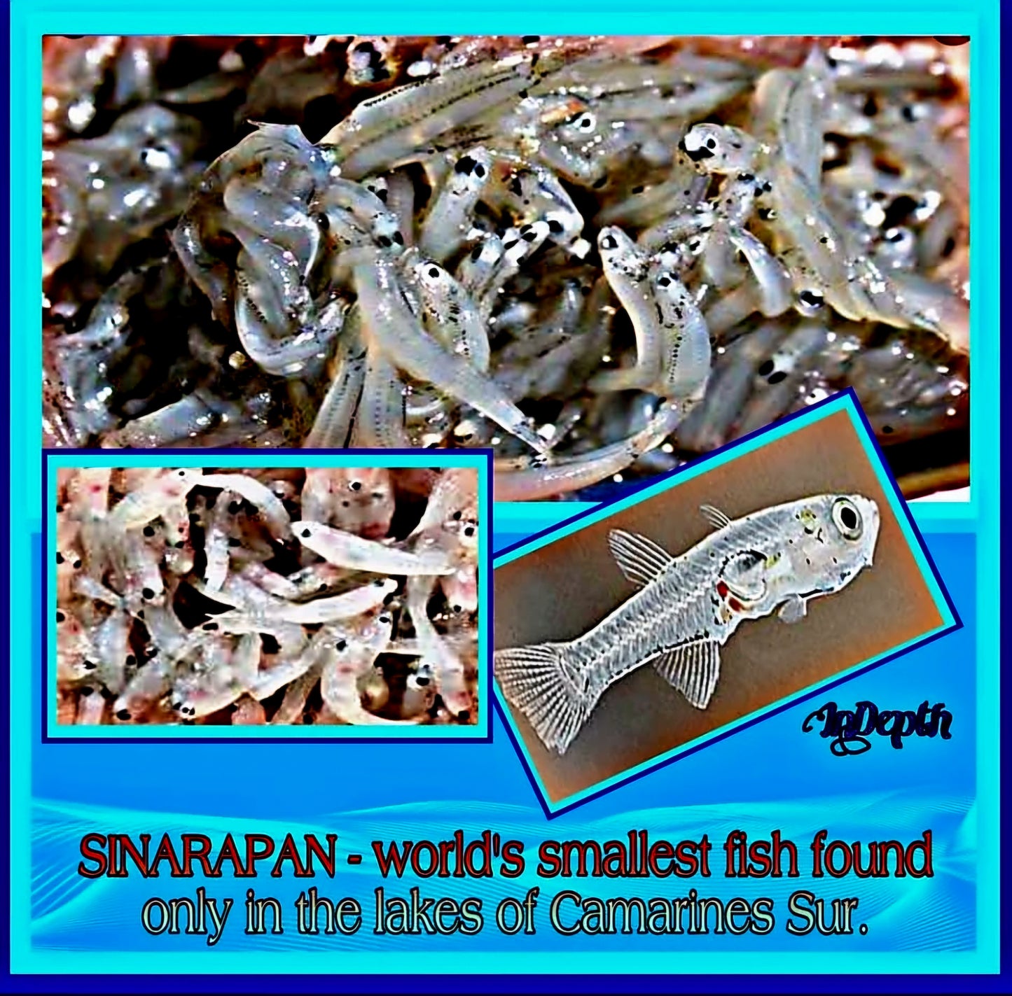 Dried TABIOS 100g (Sinarapan) (NON-FROZEN)