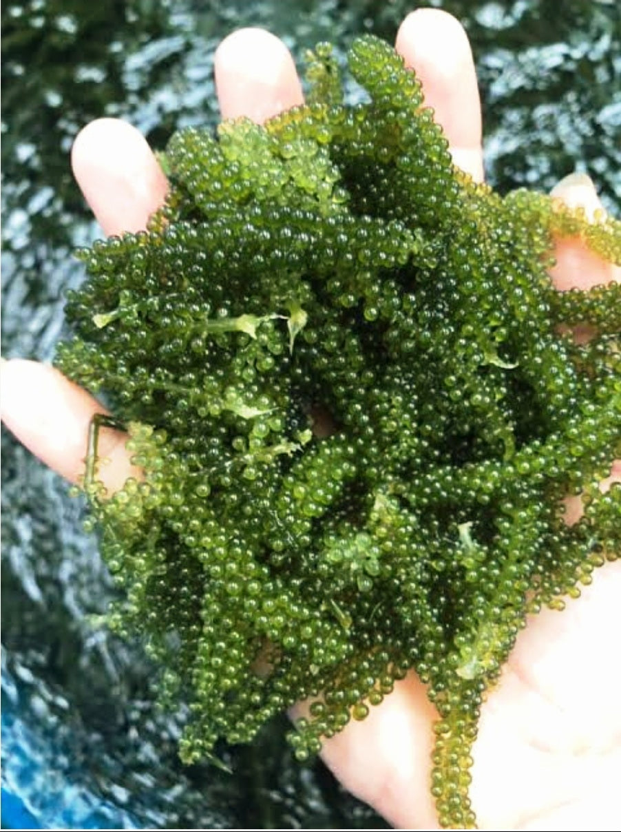Premium Organic SEAGRAPES (LATO) 100g