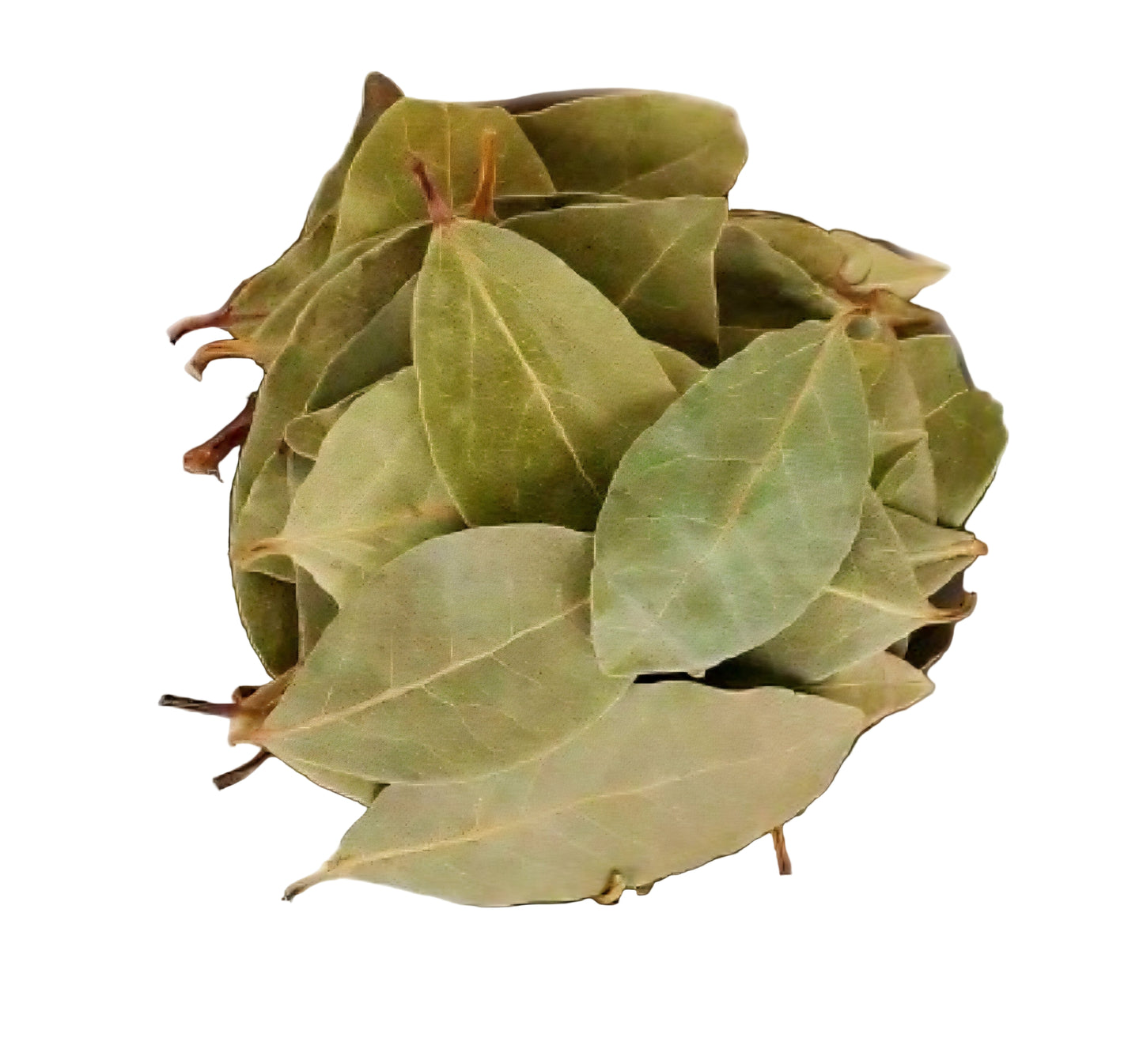 SBC Dahon ng Laurel (Bay Leaves) 10g