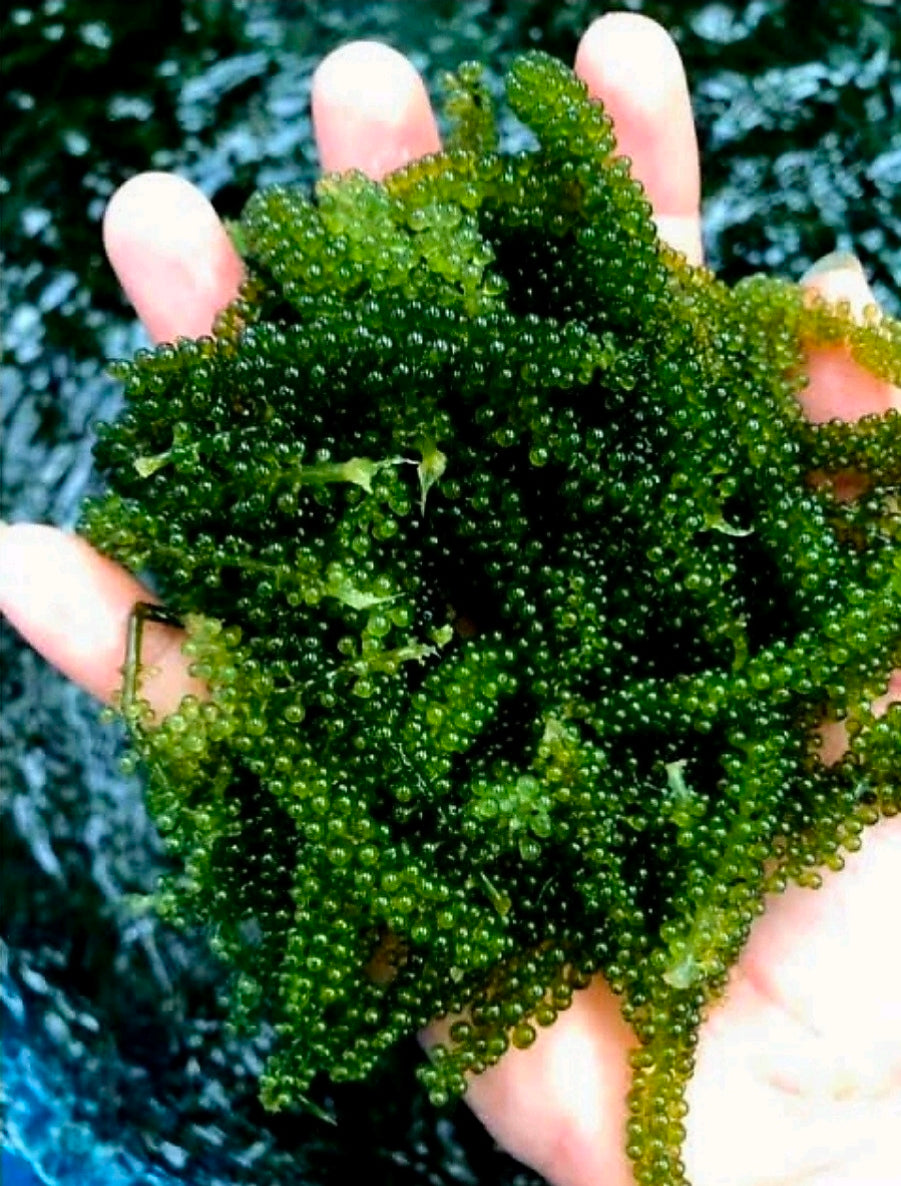 PREMIUM ORGANIC SEAGRAPES (LATO) 100G
