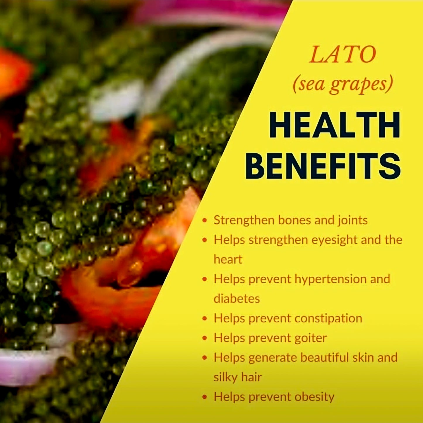 Premium Organic SEAGRAPES / LATO  100g (20-pieces) BULK PACK
